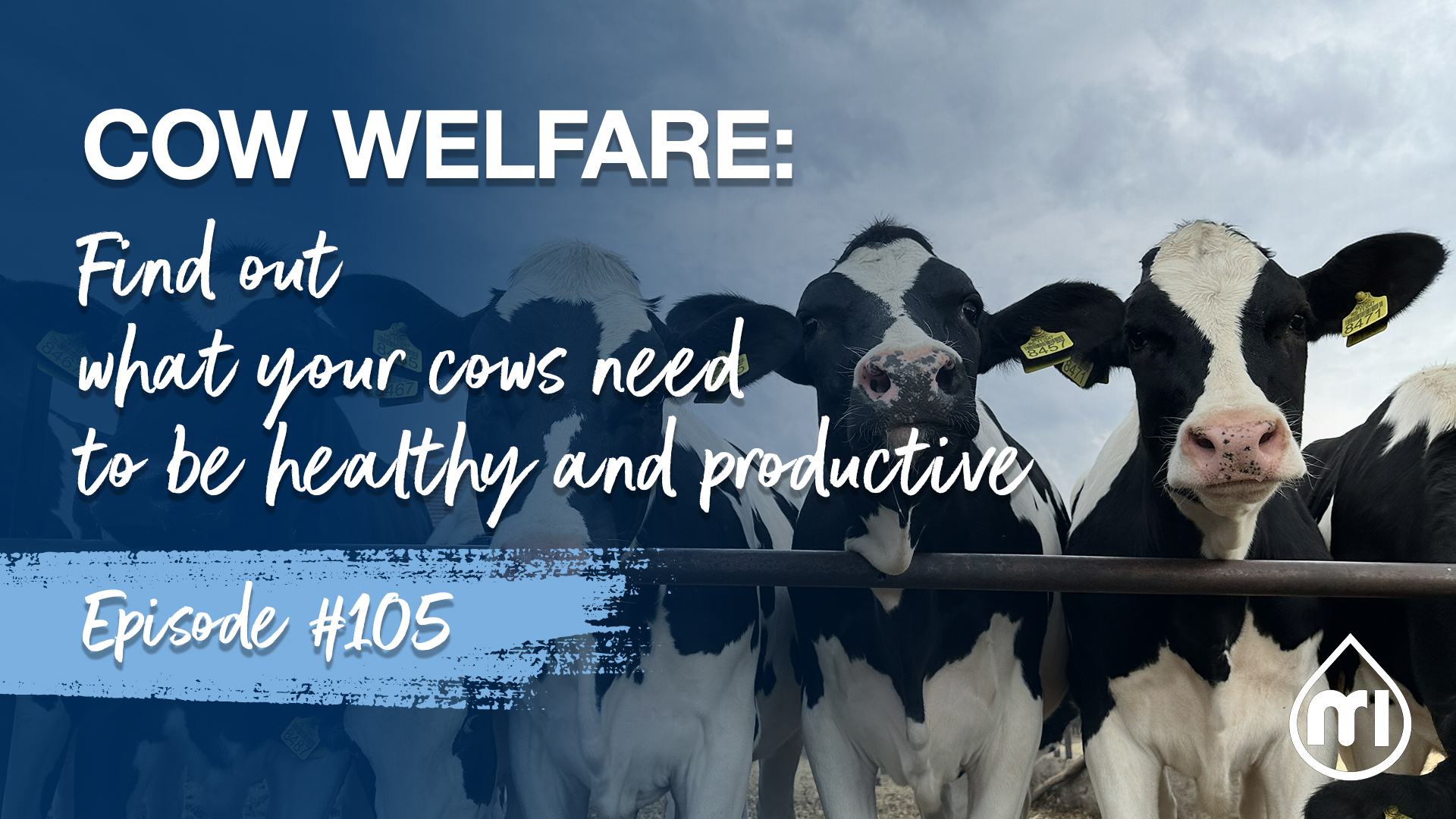 Cow welfare: Find out what your cows need to be healthy and productive
