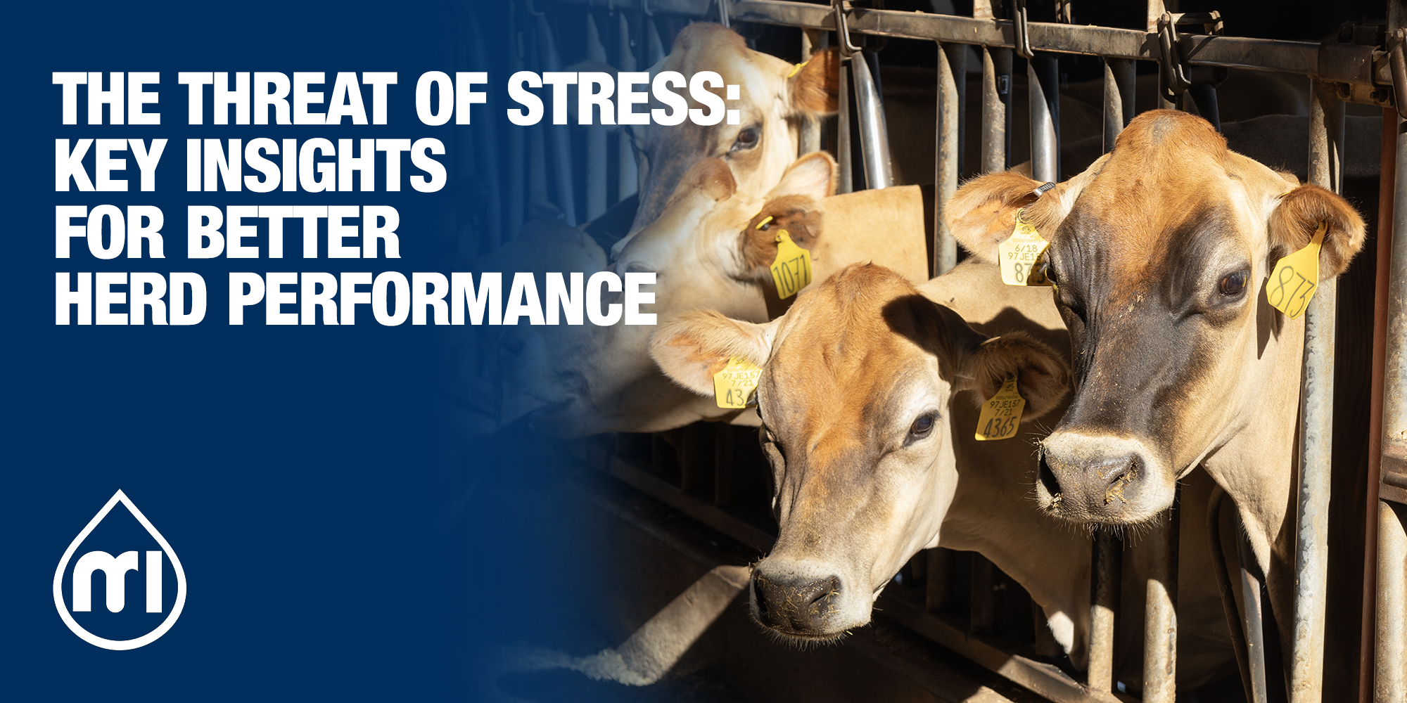 The threat of stress: key insights for better herd performance ...